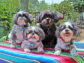 shih tzus pet portrait after processing