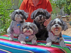 shih tzus pet portrait before processing